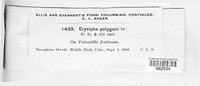 Erysiphe polygoni image